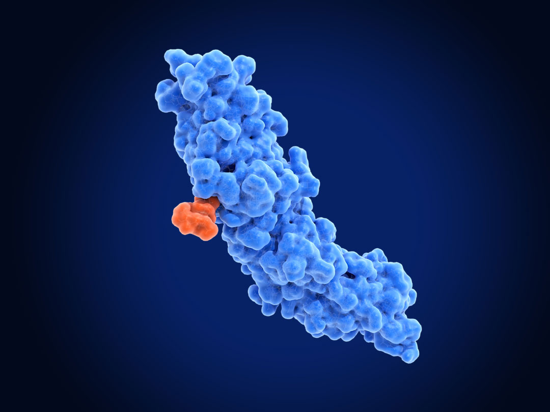 Mesothelin