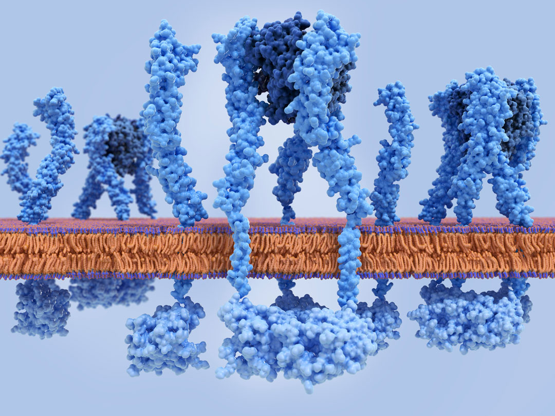 Monomeric CRP (mCRP)
